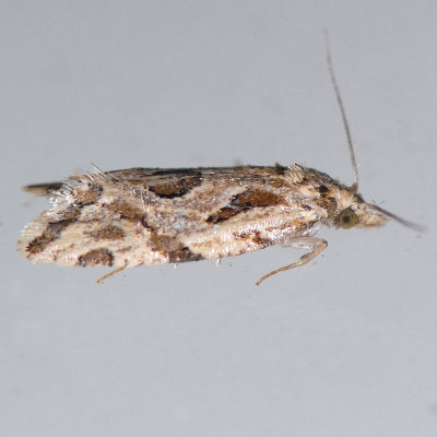 3759.3 Razowski's Aethes - Aethes razowski