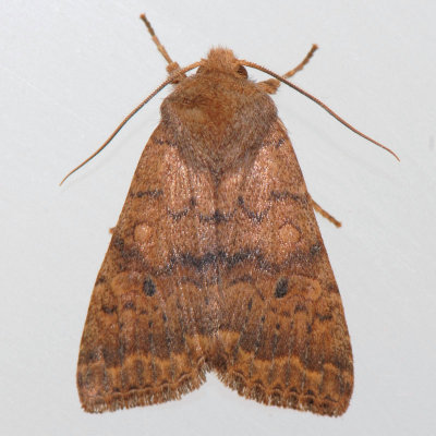 9957   Bicolored Sallow - Sunira bicolorago