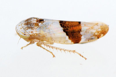 Norvellina seminuda