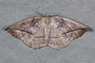 6966 Curved-toothed Geometer - Eutrapela clemataria