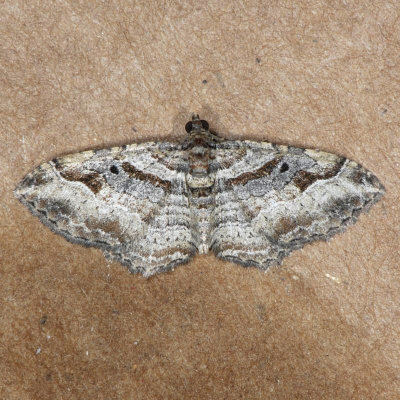 7416 Bent-line Carpet male - Orthonama centrostrigaria
