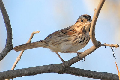 Song Sparrow