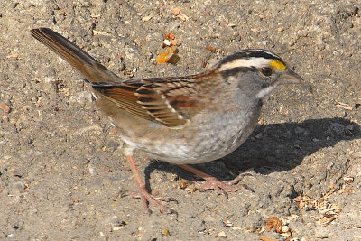 White-throated Sparrow