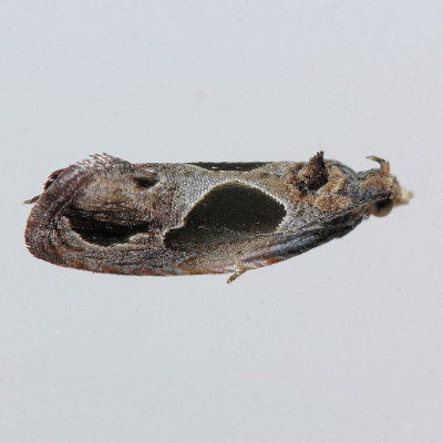 2749 Sculptured Moth - Eumarozia malachitana