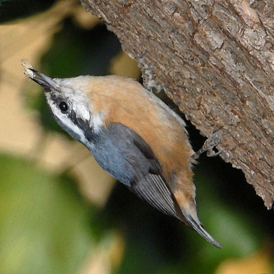 Red-breasted Nuthatch