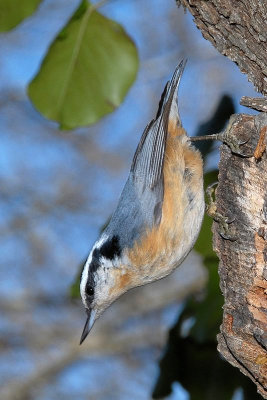 Red-breasted Nuthatch