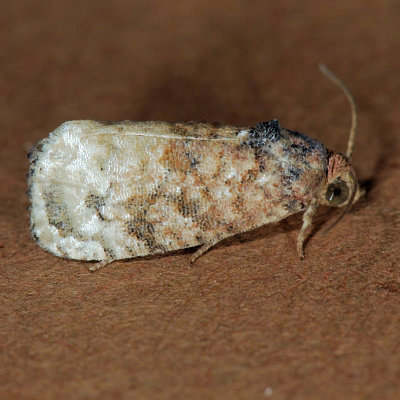 3498  False Coddling Moth - Ecdytolopha mana