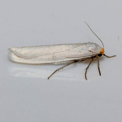 8053 Yellow-headed Lichen - Crambidia cephalica