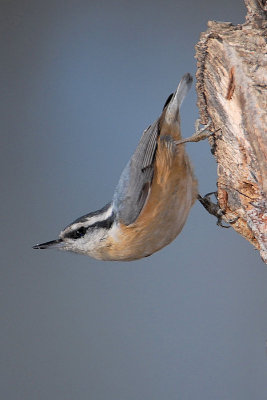 Red-breasted Nuthatch