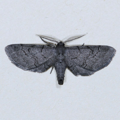 6478 Fine-lined Gray - Exelis pyrolaria