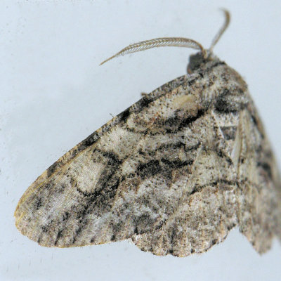 6463 Pulmonaria Looper - Stenoporpia pulmonaria