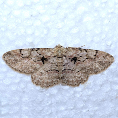 6584 Small Purplish Gray  - Iridopsis humaria