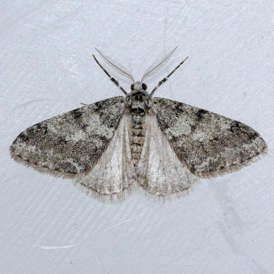 6660 Small Phigalia - Phigalia strigataria