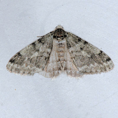 6660 Small Phigalia - Phigalia strigataria