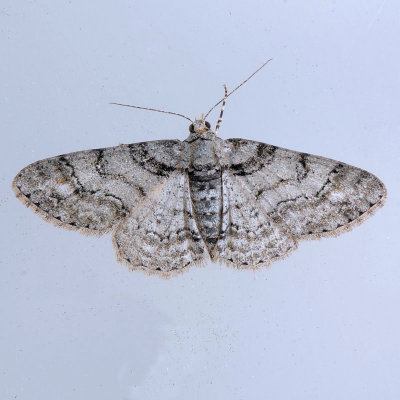 6594 Double-Lined Gray - Cleora sublunaria