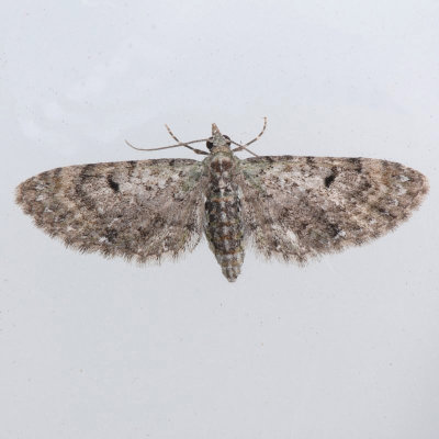 7474 Common Eupithecia - Eupithecia miserulata