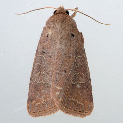 10502 Intractable Quaker Moth - Kocakina fidelis