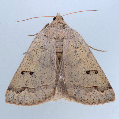 8591 Common Oak Moth - Phoberia atomaris