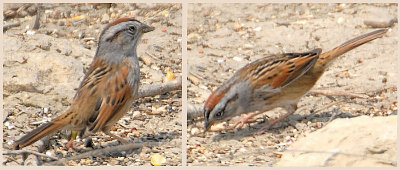 Swamp Sparrow