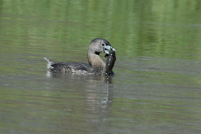 Pied-billed Grebe with crayfish