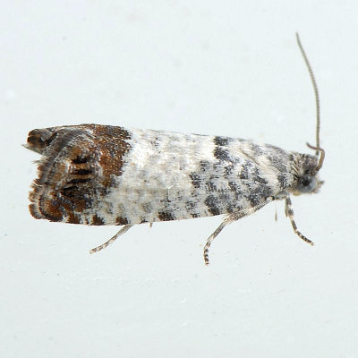3422.1 Pammene medioalbana