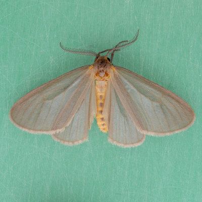 8099   Mouse-colored Lichen - Pagara simplex female