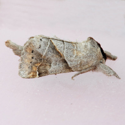 7896 Many-lined Prominent - Clostera inclusa