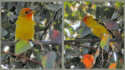 Western Tanager