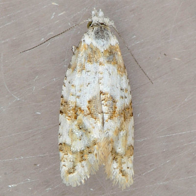 3754.2 Aethes argentilimitana