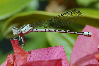 Damselfly 1