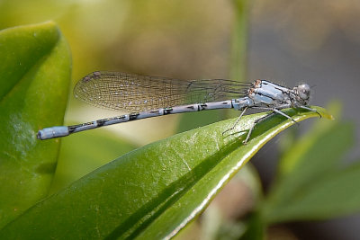 Damselfly 2