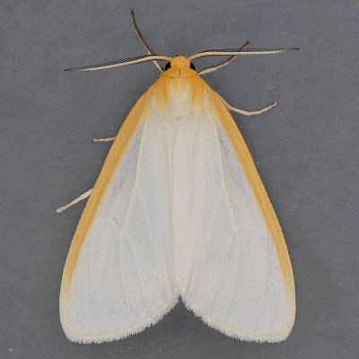 8230  Delicate Cycnia - Cycnia tenera