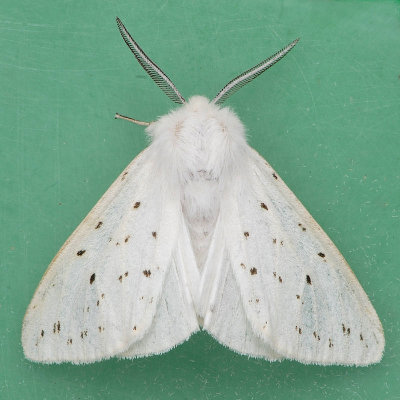 8134 Agreeable Tiger - Spilosoma congrua