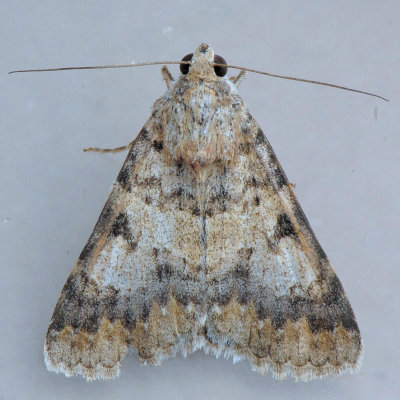 8613  Forsebia Moth - Forsebia perlaeta