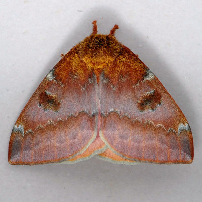 7746 Io Moth - Automeris io