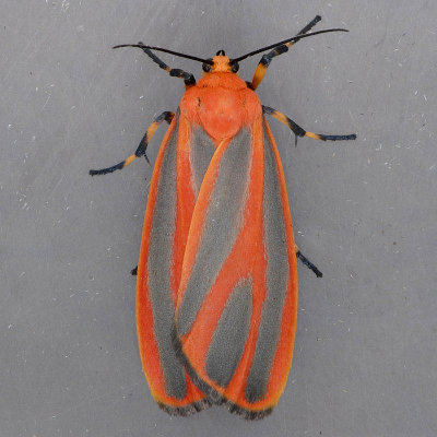 8089 Scarlet-winged Lichen - Hypoprepia miniata