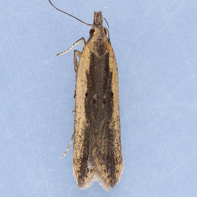 2281  Palmerworm Moth - Dichomeris ligulella