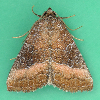 9720 Common Pinkband - Ogdoconta cinereola