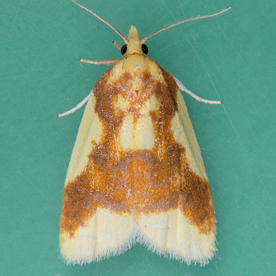 3701 Sparganothis Moth - Sparganothis pulcherrimana