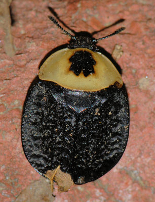 American Carrion Beetle - Necrophila americana
