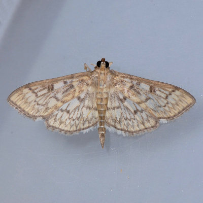 5275  Bold-feathered Grass Moth - Herpetogramma pertextalis