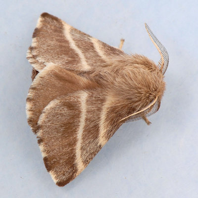 7701 Eastern Tent Caterpillar - Mallacosoma americanum