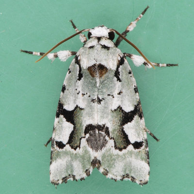 9718 Beloved Emarginea - Emarginea percara