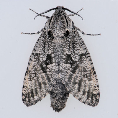 2693  Carpenterworm - Prionoxystus robinae