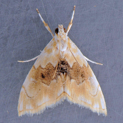 4881 Lipocosma Moth - Lipocosma sicalis