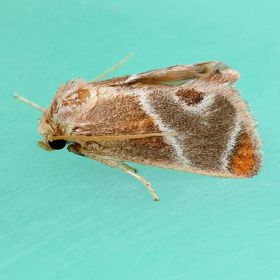 4669 Shagreened Slug - Apoda biguttata