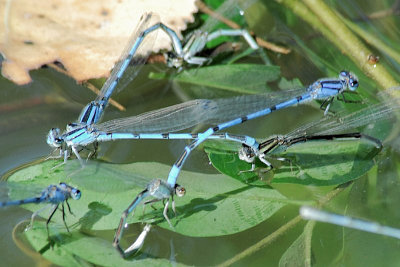 Familiar Bluets