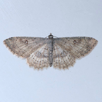 7140  Dwarf Tawny Wave - Cyclophora nanaria