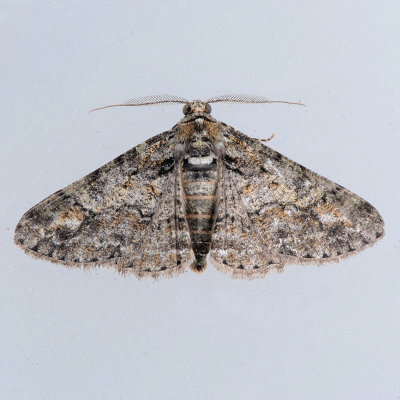 6594 Double-Lined Gray - Cleora sublunaria