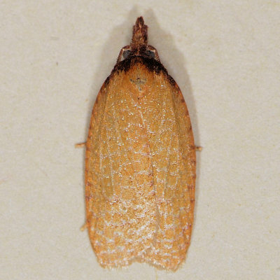 3704 Distinct Sparganothis - Sparganothis distincta